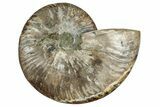 Cut & Polished Ammonite Fossil (Half) - Madagascar #329168-1